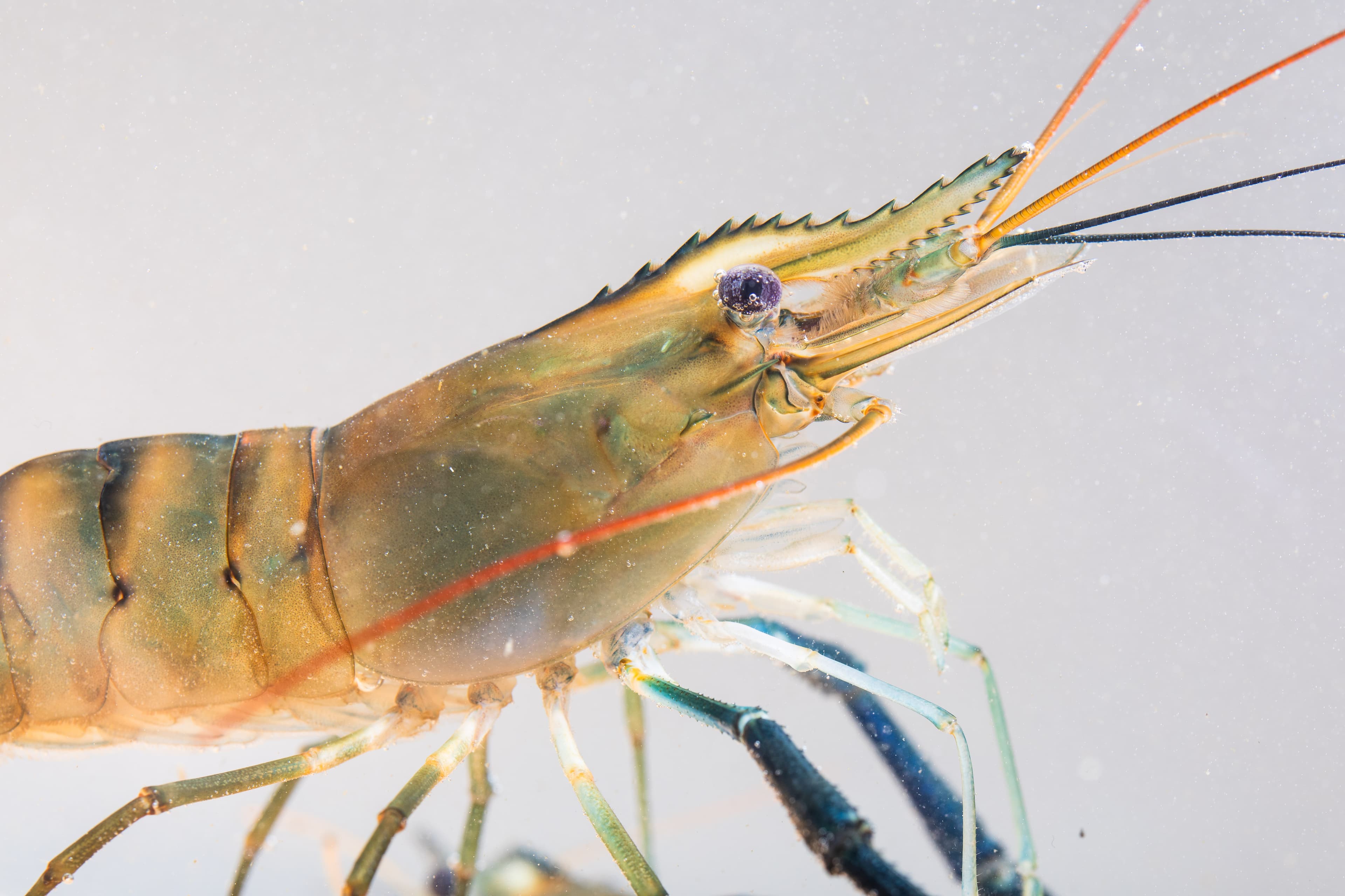 オニテナガエビ - 世界最大級の淡水エビ、青く美しい体色が特徴